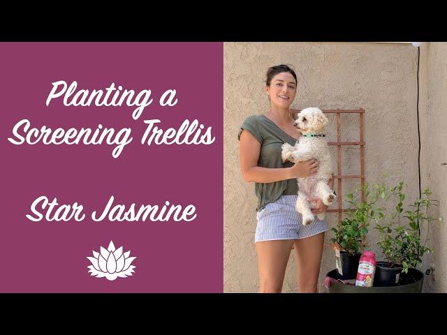 Planting a Screening Trellis With Star Jasmine