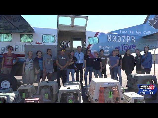 Street Dog Hero's 'freedom ride' sees 35 dogs land in Bend, the most ever in one flight