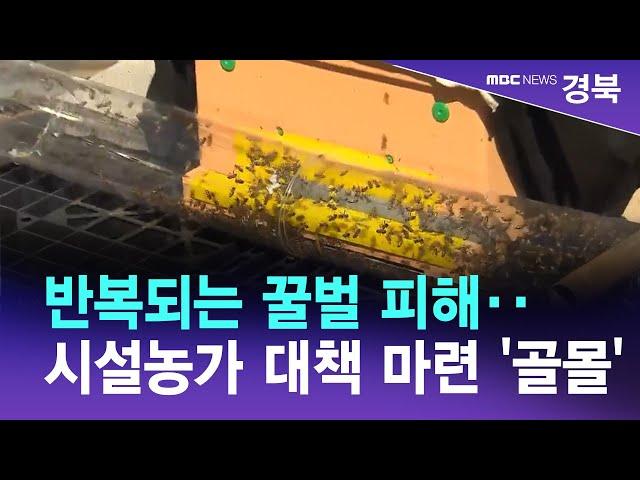 R]반복되는 꿀벌 피해‥시설농가 대책 마련 '골몰'/ 안동MBC