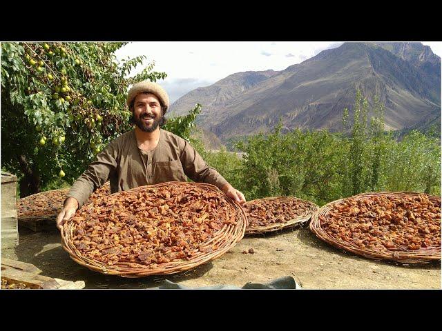 The Traditional method of preserving Apricots in the high Mountains of Pakistan