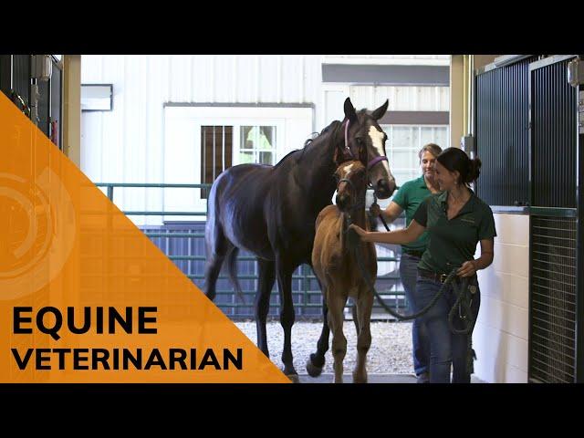 Equine Veterinarian | Future Jobs l Explore a Career as a Horse Doctor