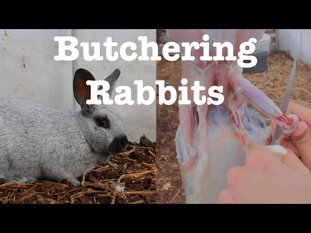 Butchering Rabbits: Complete How-to Guide