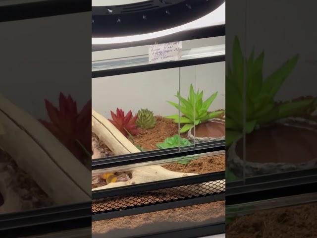 #террариум #эублефар #рептилии #реатилия #ящерицы #reptiles #змеи #рыбы