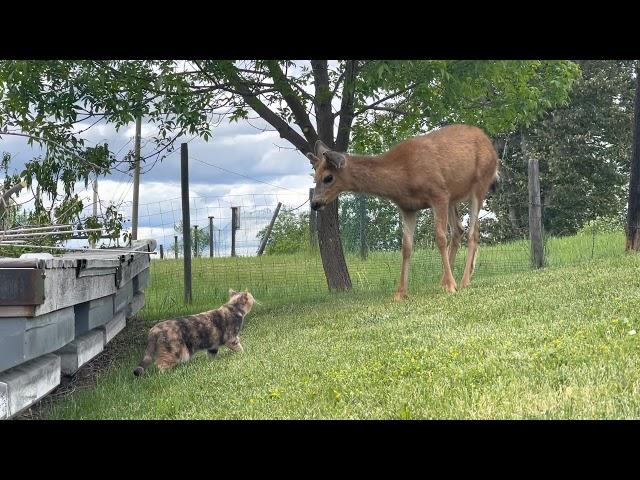Cat Comes Across Deer For First Time