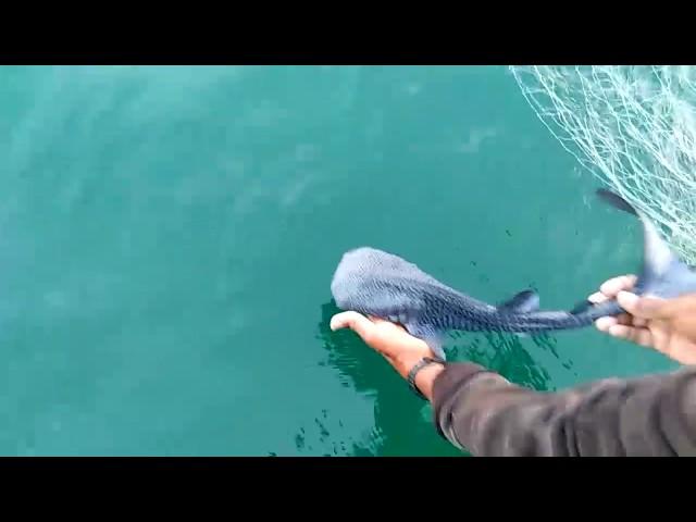 Whale Shark Pup Rescue