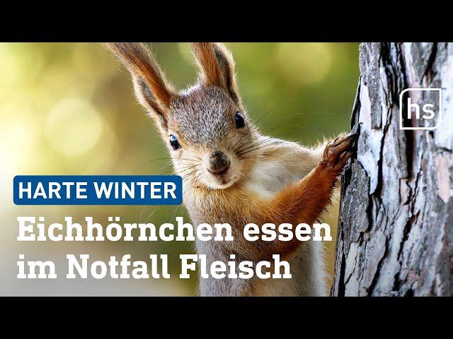 Eichhörnchen: So bereiten sie sich auf den Winter vor | hessenschau