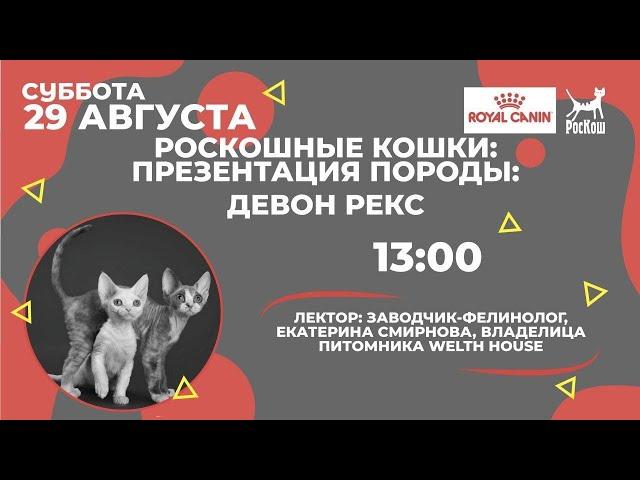 РОСКОШНЫЕ КОШКИ: ПРЕЗЕНТАЦИЯ ПОРОДЫ. ДЕВОН РЕКС