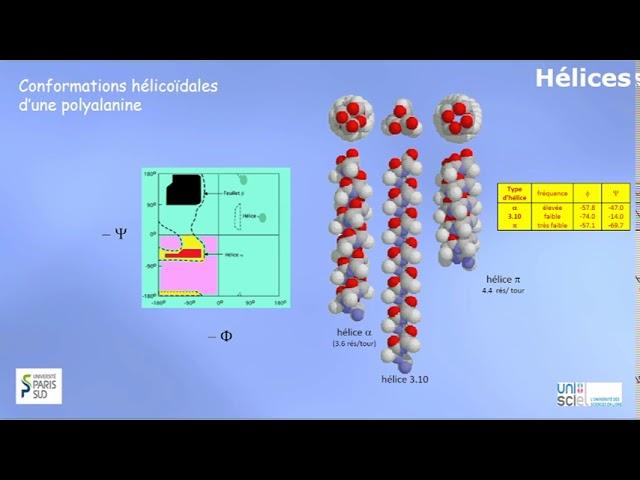TRILOGIQUE   Semaine 3 Vidéo 4 Structure secondaire des protéines