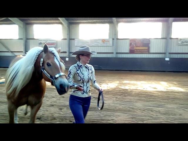 Arenso LK1/2 Showmanship at Halter EWU-C Stavern 6 mei 2018