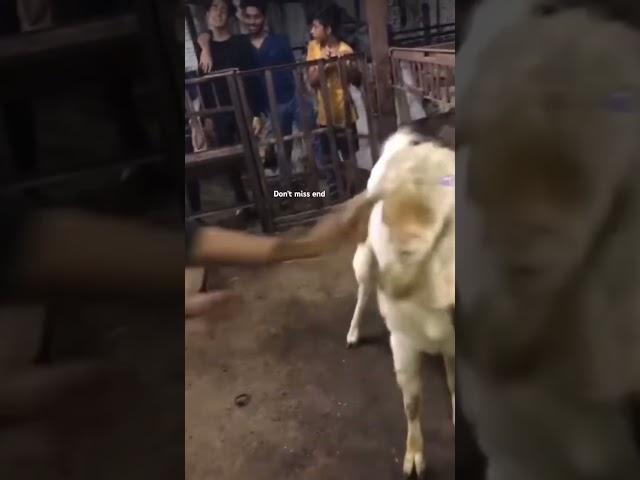 Andul bakra ka fight