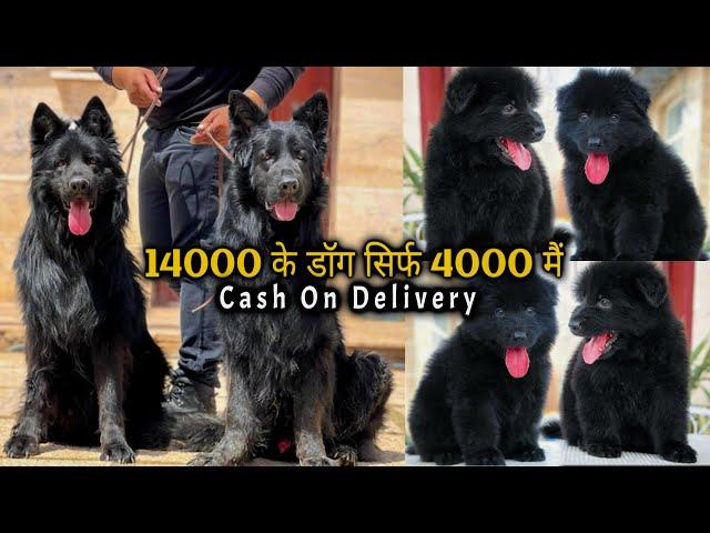 4000rs german shepherd -Low price german shepherd puppies for sale | long coat german shepherd 