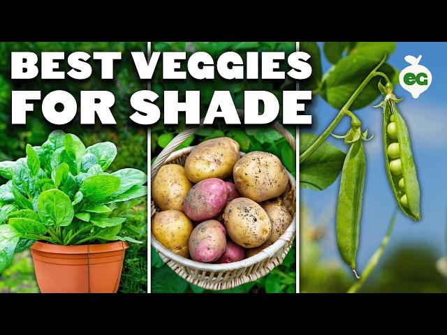 12 Perfect Vegetables To Grow in a Shady Garden Space