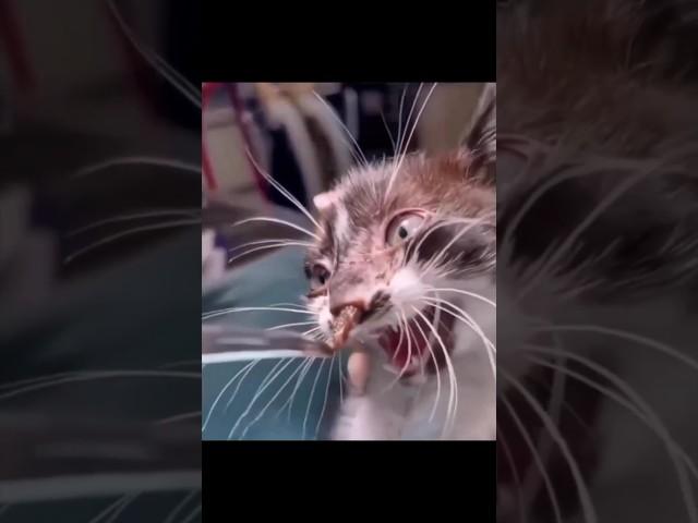 OMG! there is something in this kitten's nose