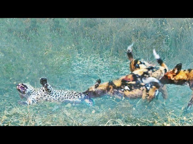 Wild Dogs Get Revenge on Leopard that Caught a Puppy