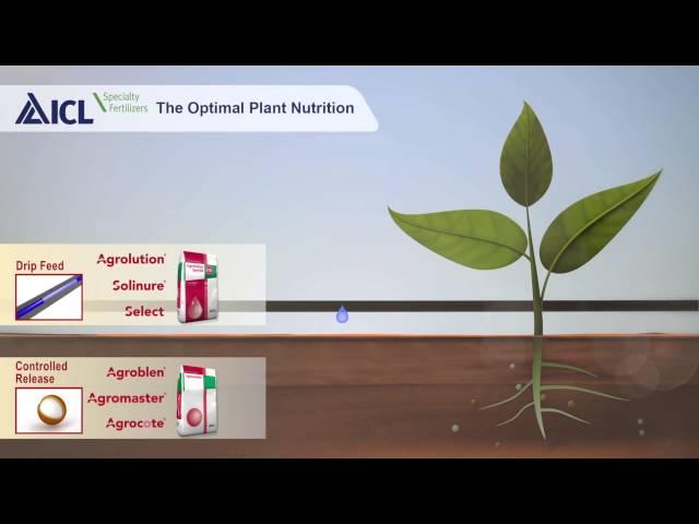 Reaching optimal plant nutrition with ICL fertilizers