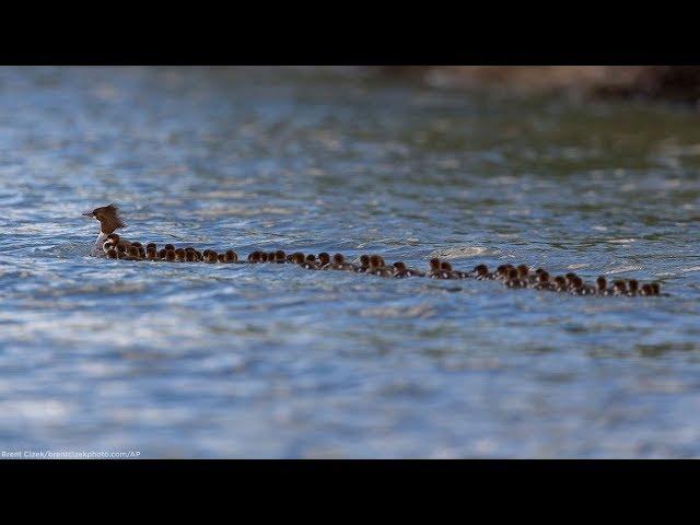 Mama duck and 76 ducklings go for a swim