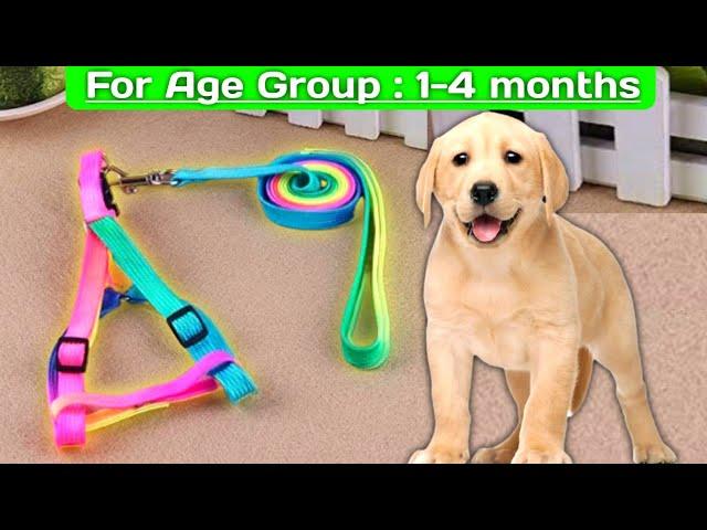 Unboxing Coloured Puppy Dog Belt | Dog belt | Adjustable Dog Belt | 2 Months Puppy Belt | Dog Chain