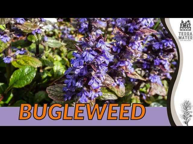 BUGLEWEED: Growing Guide and Care Tips for Lush Ground Cover  (Ajuga reptans)