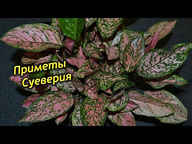 Цветок удачи Аглаонема – приметы и суеверия! Что приносит в дом Аглаонема?