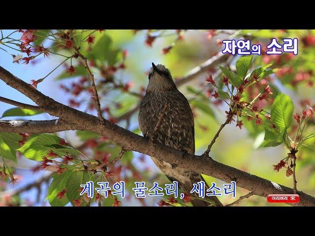 자연의 소리 (Sounds of nature)- 계곡의 물소리, 새소리 (3시간)