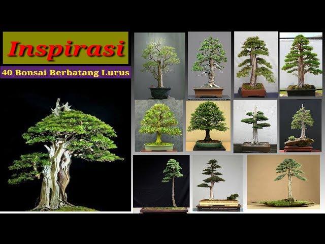 Inspirasi 40 bonsai batang lurus