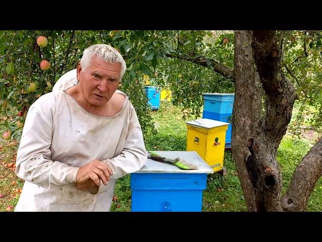 Як змінити стару технологію бджільництва? Розповідає пасічник Василь Прятеленко.