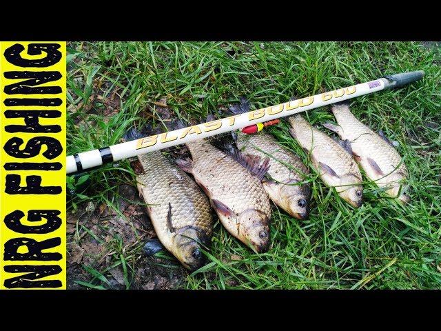 Spectacular flocks of a large crucian carp | Harvesting the crucian on the side nod in the reeds