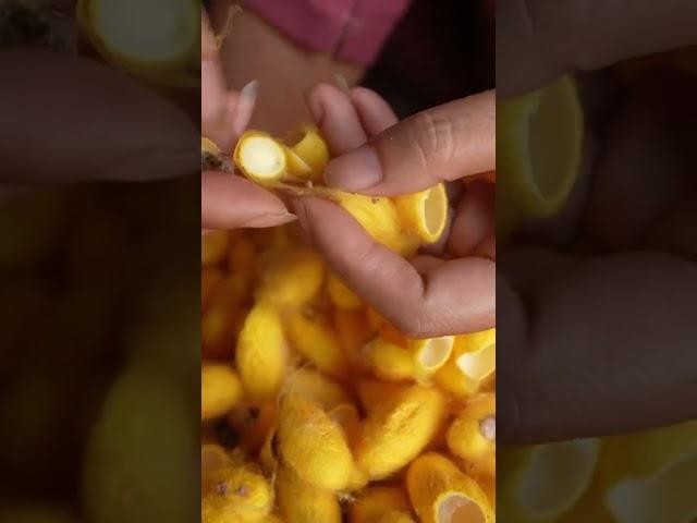 How Silk Is Made From Silkworm Cocoons #silk #silkworm #expensive #shorts