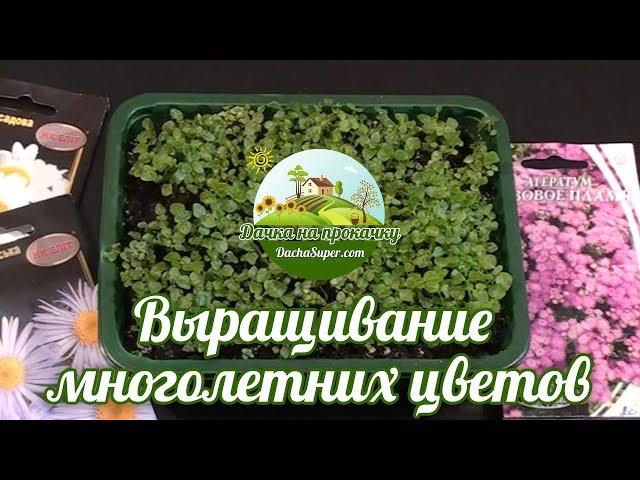 Выращивание многолетних цветов из семян.
