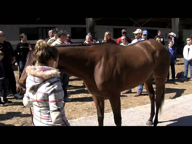 Educational-Buying a Thoroughbred