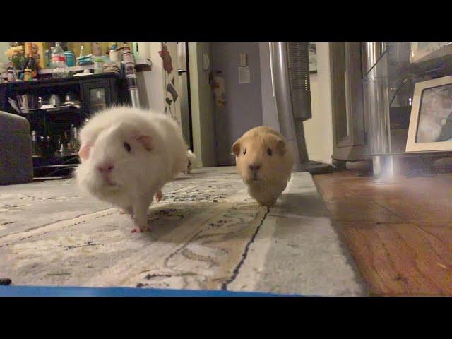 A guinea pig stampede