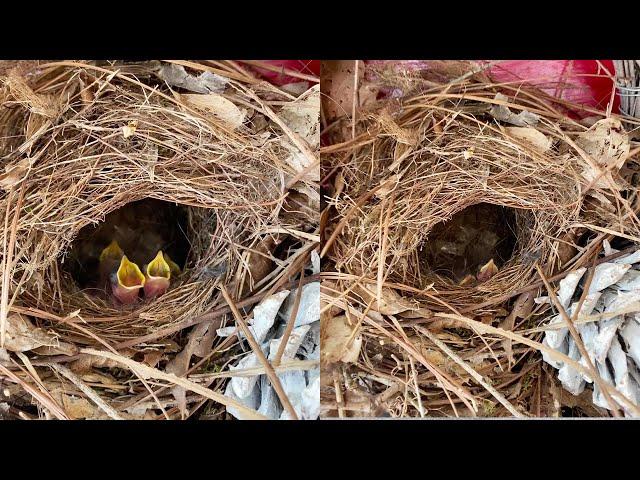 Woman finds baby birds living in the Christmas wreath on her door || WooGlobe