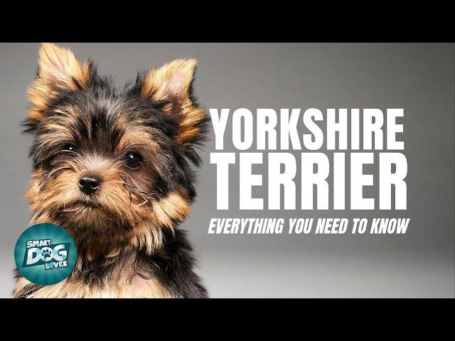 Yorkshire Terrier Dogs 101| Everything You Need To Know