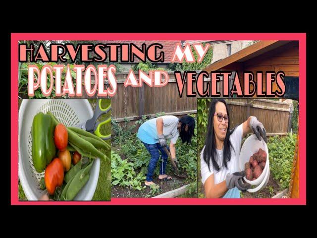 HARVESTING MY POTATOES AND VEGETABLES | #Ate Bhing Schob Channel#travelblog