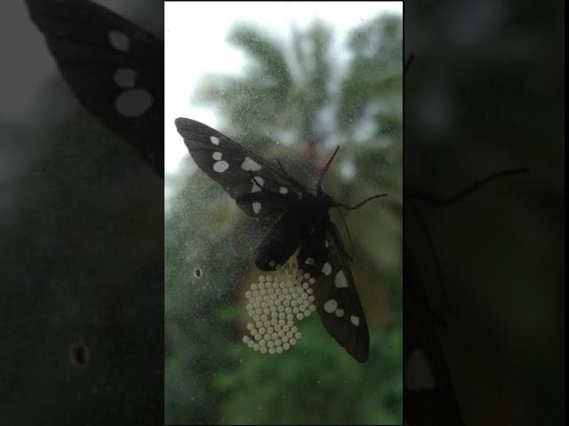 Indian wasp moth with eggs | #shorts