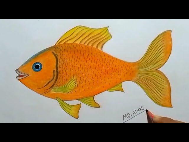 Fish drawing step by step.