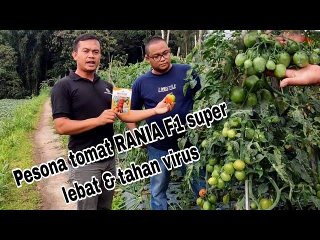 Tomat tahan virus dan produktivitas buah super lebat