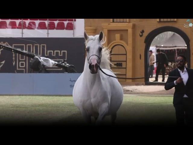 Saudi Arabian best payar full jazzeri horse wine is Gold name is Gala dirab