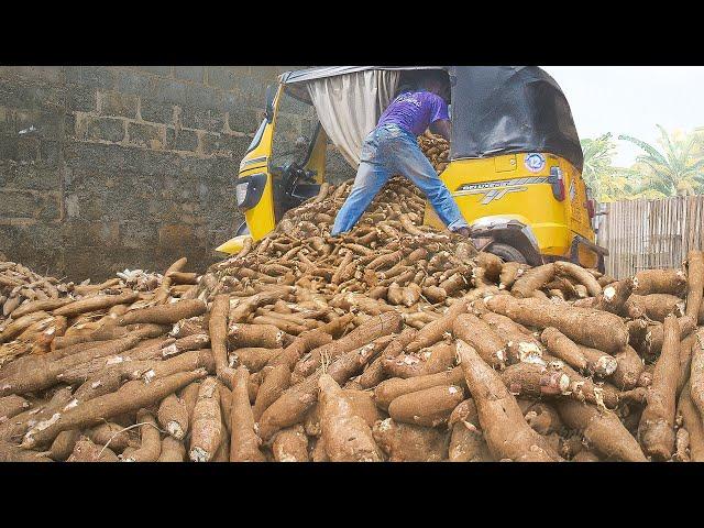 How Tons of Fresh Cassava are Harvested and Processed in Nigeria