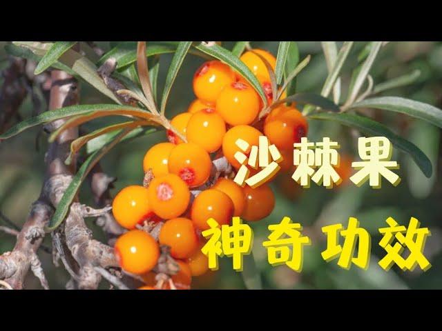 到底什么是沙棘果油？ Sea Buckthorn Oil （万能果Super Food）