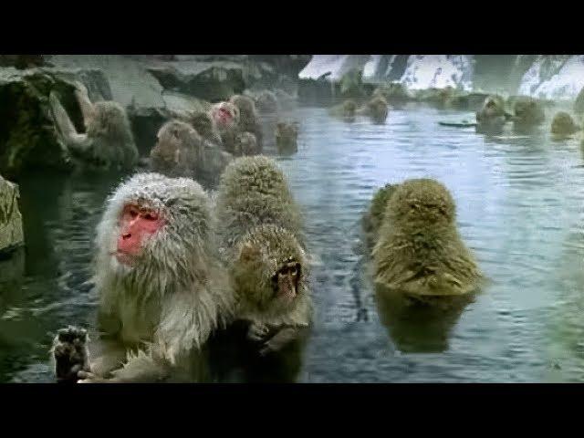 Monkey Spa | Cousins | BBC Earth