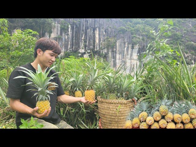 Clearing grass for gardening. Harvesting pineapples to sell.My daily life | Bình - Building new life