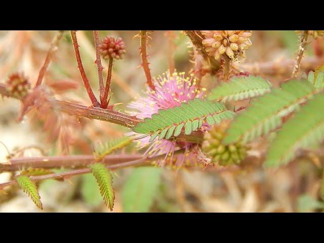 The Sensitive Briar; It Responds To Your Touch
