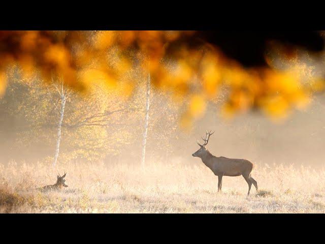 Watching Wild Deers in an incredible atmosphere | Film Studio Aves