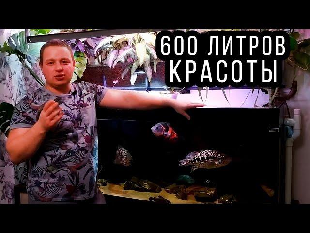 Домашний аквариум 600 литров с фитофильтром и сампом! 1 часть