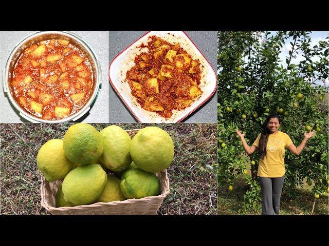 Traditional Nimbu Achar - Lemon Pickles Video Recipe | Bhavna's Kitchen