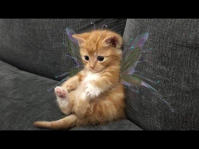 20 minutes of adorable cats and kittens videos to keep you smiling 