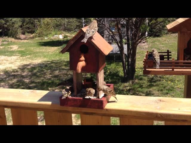 Pine Siskins