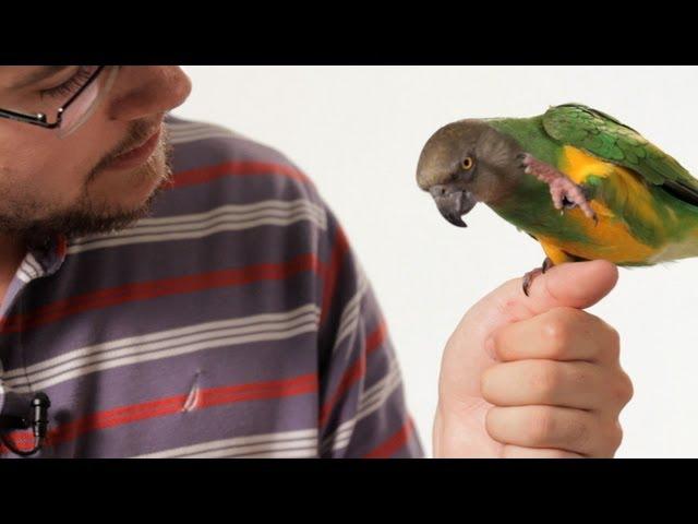 How to Teach Your Parrot to Talk | Parrot Training