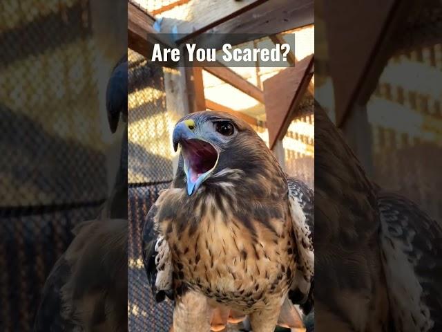 Hawk Sounds to Scare Birds #shorts #youtubeshorts #viral #trending #scary #birdsounds